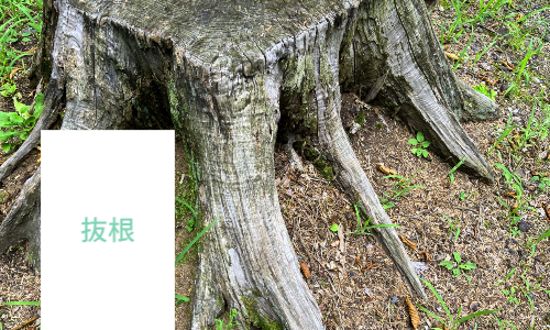 抜根サービス画像