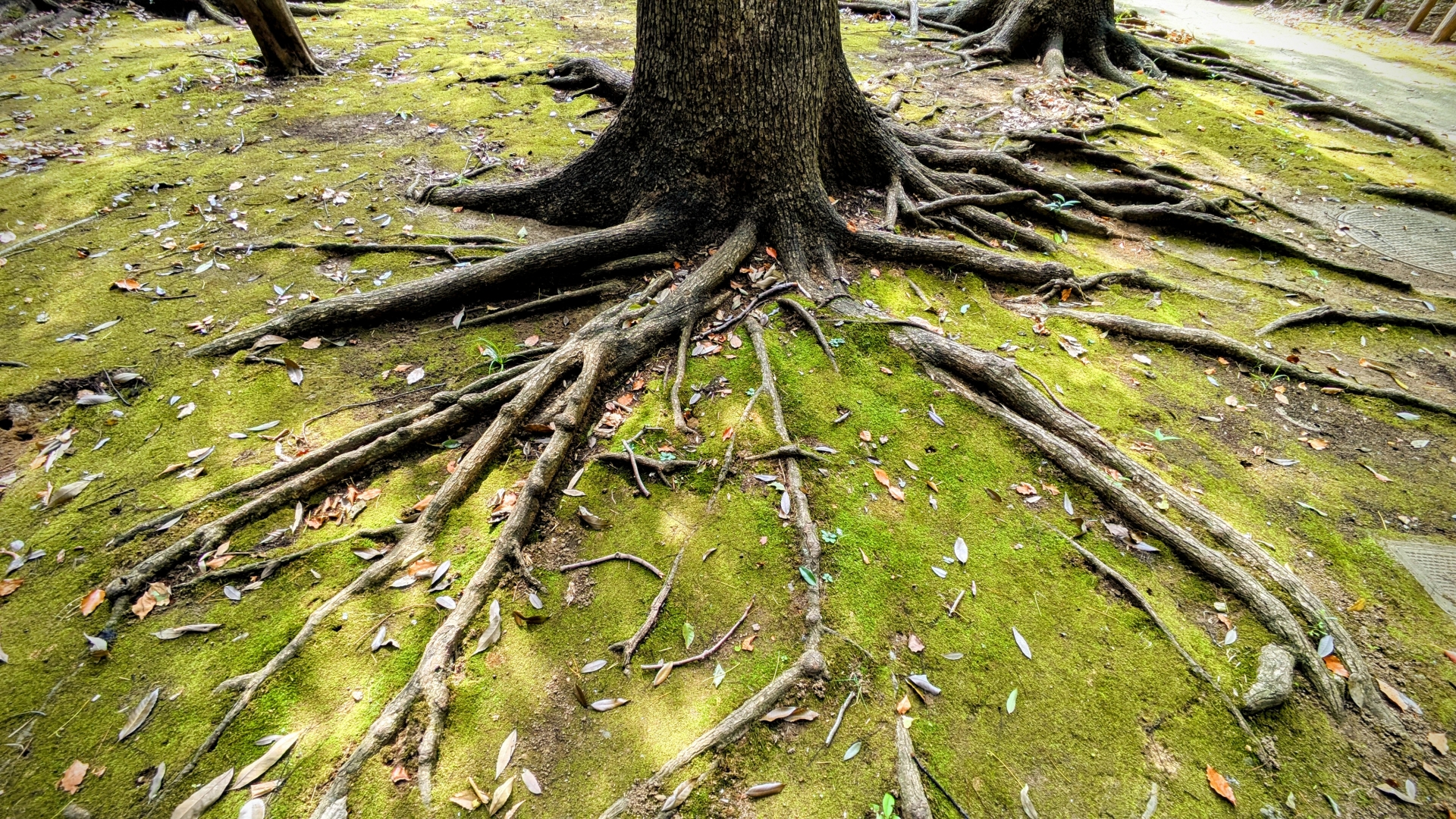 抜根イメージ
