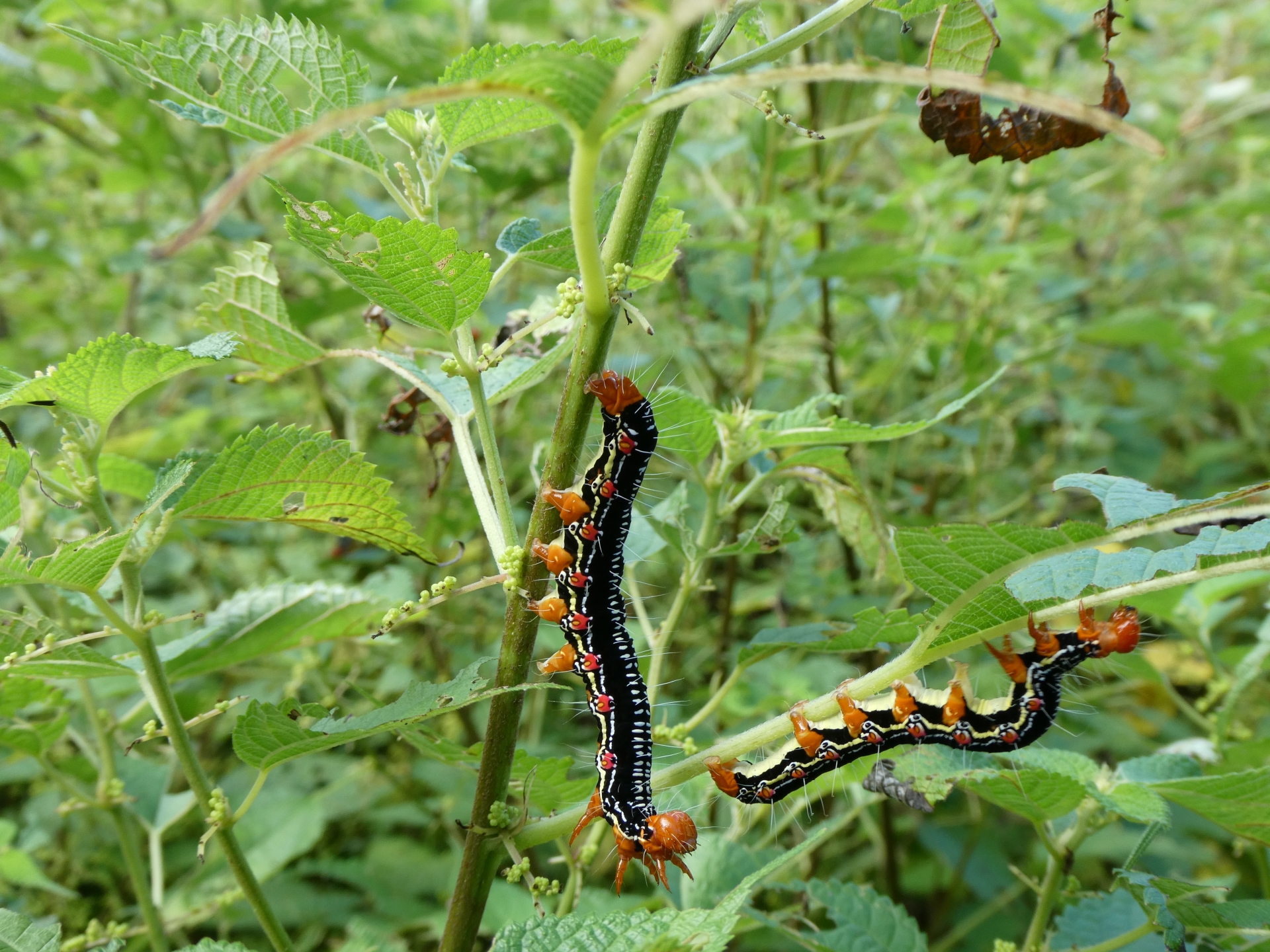 害虫・毛虫やハチに注意