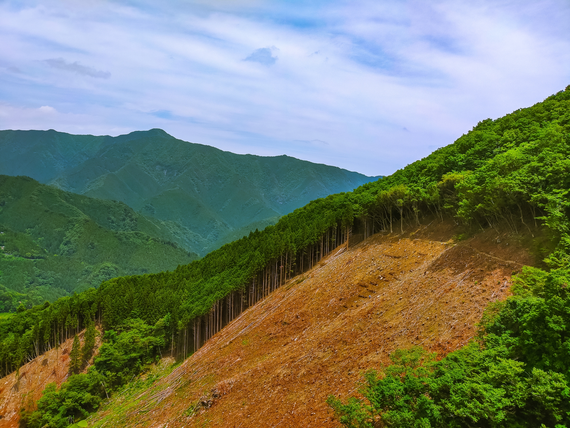 山林伐採