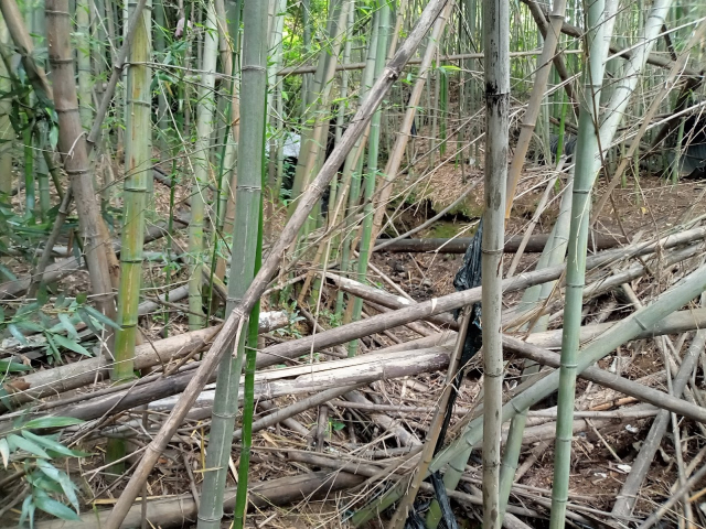 山林・竹林の伐採