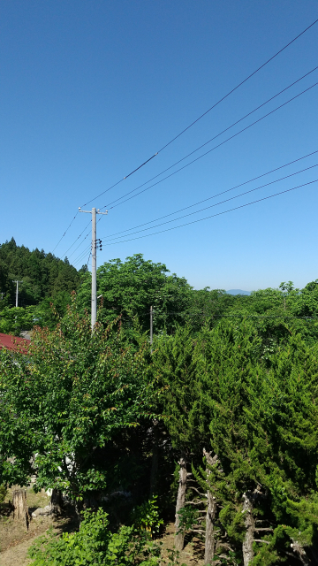 電線にかかる木の伐採